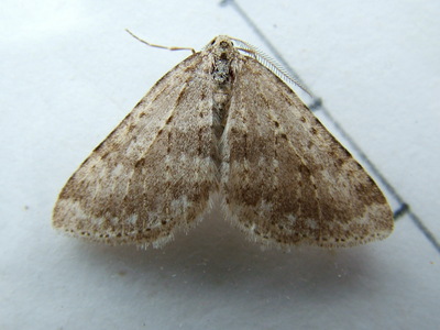 Mottled Grey
